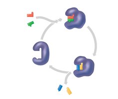 Enzyme-substrate complex formation and product release