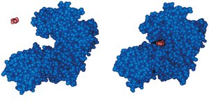 Substrate binding to enzyme active site