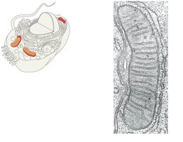 Mitochondria and enzyme localization