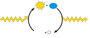 Energy coupling between catabolic and anabolic pathways