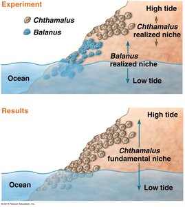 Barnacle experiment showing realized and fundamental niches