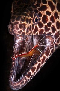 Photo of a cleaner shrimp in the mouth of a fish, illustrating mutualism
