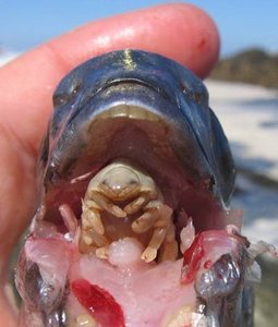 Photo of a parasitic isopod in a fish's mouth, illustrating parasitism