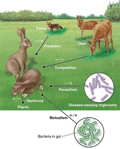 Diagram of community interactions including predation, competition, herbivory, parasitism, and mutualism