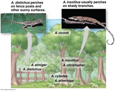 Example of resource partitioning in Anolis lizards
