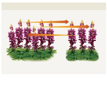Diagram showing gene flow between two plant populations