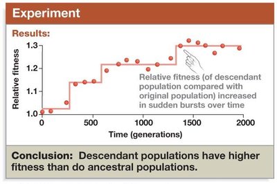 Graph showing fitness increases in E. coli populations over generations