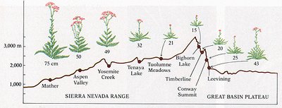 Graph showing plant height variation along an elevation gradient