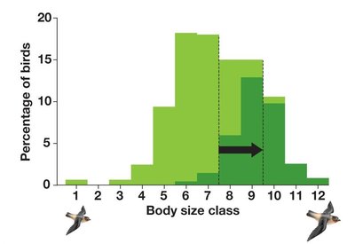 Histogram showing increase in average body size in cliff swallows