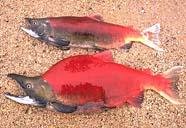 Salmon showing sexual dimorphism