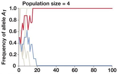 Graph showing allele frequency changes in a small population