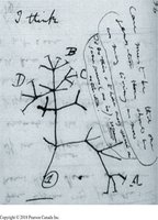 Darwin's sketch of the tree of life