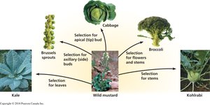 Artificial selection in wild mustard