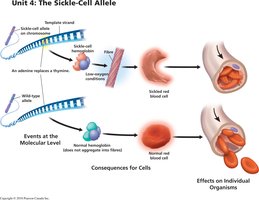 Molecular and cellular consequences of the sickle-cell allele