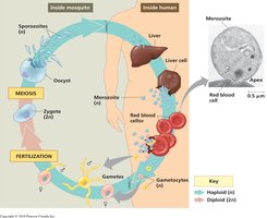 Life cycle of Plasmodium and its interaction with red blood cells
