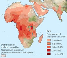 Map showing distribution of sickle-cell allele and malaria