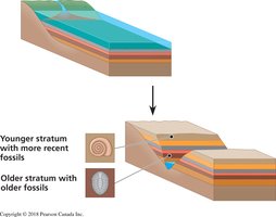 Strata and fossil record illustrating changes over time
