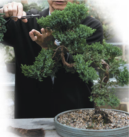 Example of use and disuse in plant shaping (bonsai)
