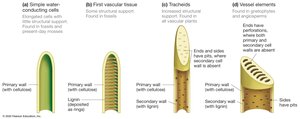 Evolutionary sequence of water-conducting cells