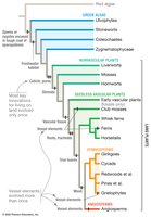 Plant phylogeny and evolutionary innovations