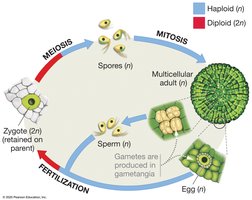 Alternation of generations in green algae