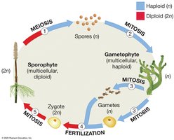 Alternation of generations in land plants