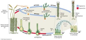 Gametophyte-dominant life cycle