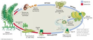 Sporophyte-dominant life cycle