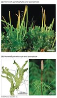 Reduction of gametophyte in land plant evolution