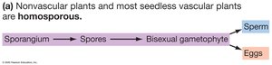Homosporous life cycle