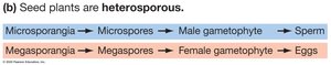 Heterosporous life cycle