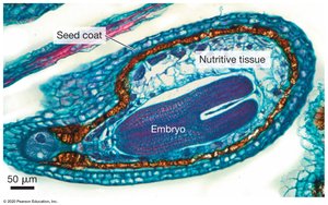 Seed structure