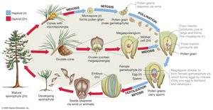 Gymnosperm life cycle