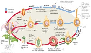 Angiosperm life cycle