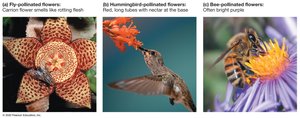 Flower diversity and pollinators