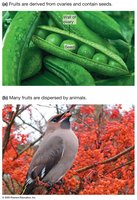 Fruits and seed dispersal