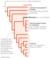 Monocots and dicots phylogeny