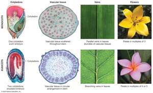 Morphological differences between monocots and eudicots