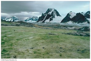 Green algae in unusual environments