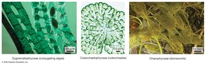 Major green algal groups similar to land plants