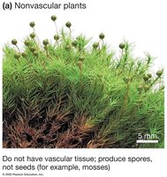 Nonvascular plants (mosses)