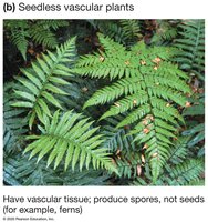 Seedless vascular plants (ferns)