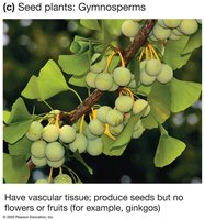 Seed plants (gymnosperms)