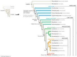 Phylogeny of the Plantae
