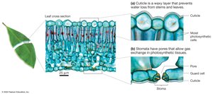 Cuticle and stomata in plant leaves