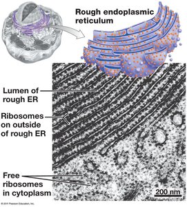 Structure of rough endoplasmic reticulum