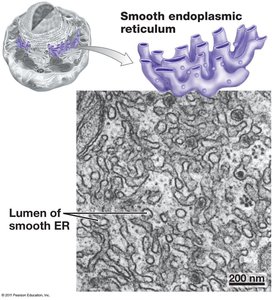 Structure of smooth endoplasmic reticulum