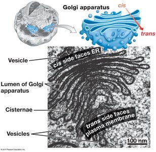 Structure of Golgi apparatus