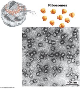 Structure of ribosomes