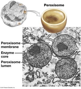 Structure of peroxisomes